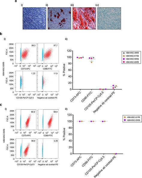 Post Bioreactor Analysis Of Hbm Mscs Confirms Retention Of Msc