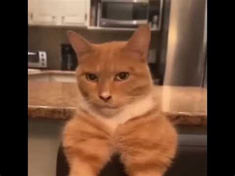 Cat Mogger 🤫🧏‍♂️ Youtube