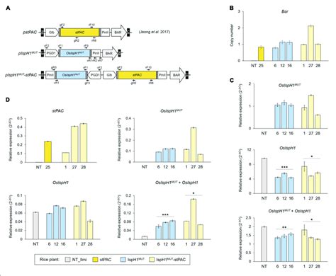 Generation Of Transgenic Rice Plants For In Planta Characterization