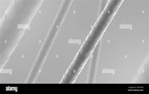 Human Hair Under The Microscope Close Up Black And White 3d