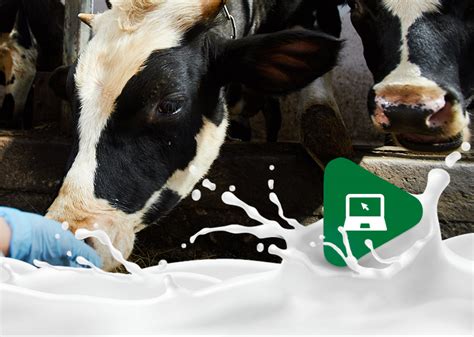 Relação entre bem estar das vacas leiteiras e a produção de leite brVet