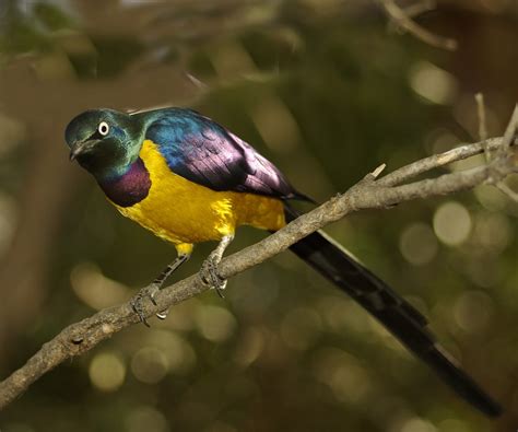 Golden Breasted Starling Bird - Free photo on Pixabay - Pixabay