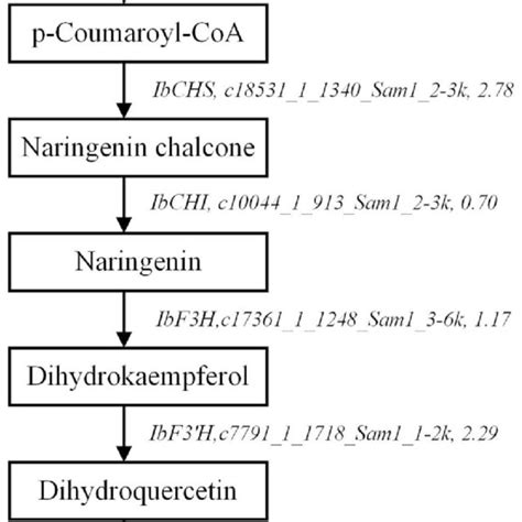 Up Regulated Genes Belong To The Anthocyanin Biosynthesis Pathway In