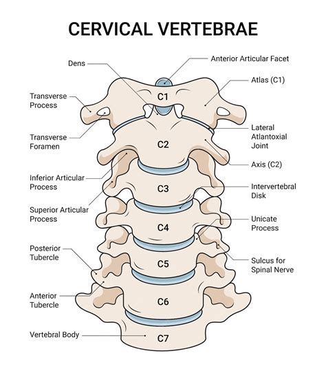 Premium Vector | Anatomical Structure of Cervical Vertebrae