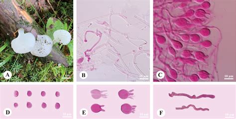 Frontiers Morphological And Phylogenetic Evidence Reveal Three New