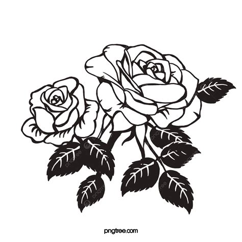 Black Rose, Rose Drawing, Rose, Flowers PNG Transparent Clipart Image