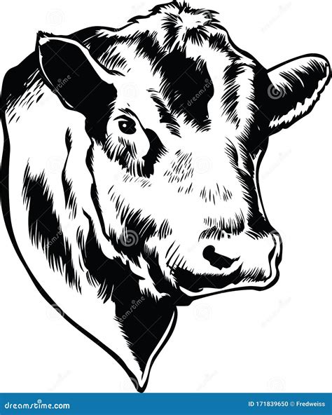 Steer Skull Clip Art