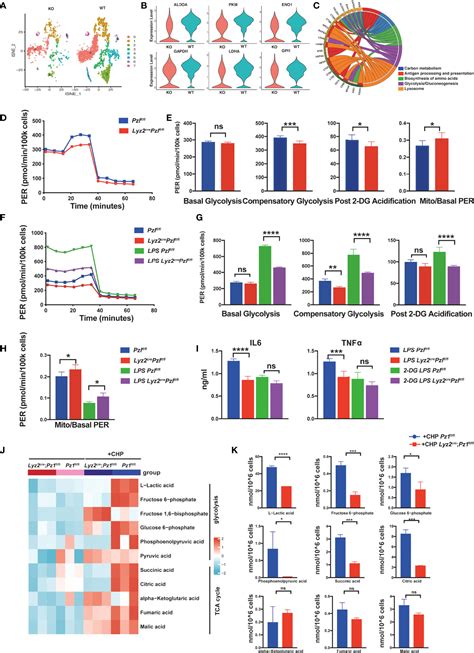 Frontiers Ion Channel Piezo Activation Promotes Aerobic Glycolysis