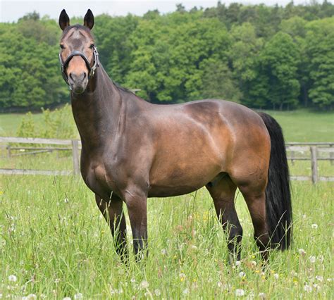 Henneke body condition scores are essential for horse health 4