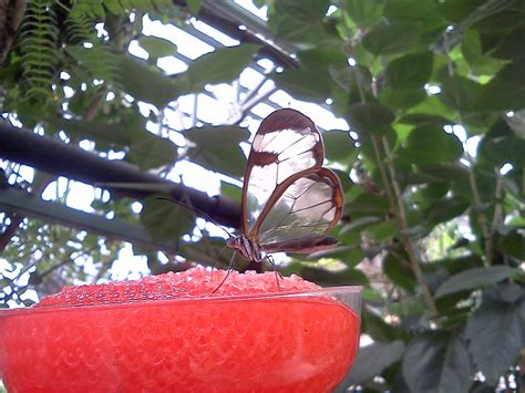 Butterfly Sightings | Lidancie Arts