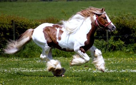 Spring Horse Wallpapers - Top Free Spring Horse Backgrounds ...