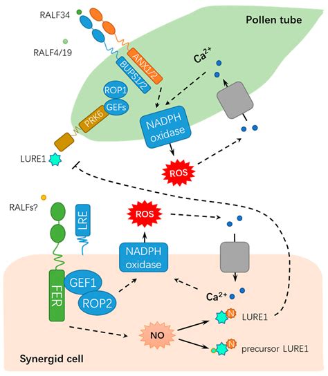 Ijms Free Full Text Versatile Roles Of The Receptor Like Kinase