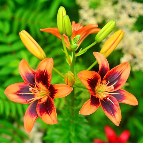 Premium Photo | Lily flower with buds in the garden on a green background