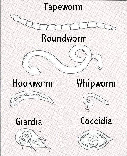 INTESTINAL PARASITES Unfortunately, intestinal parasites are part of ...