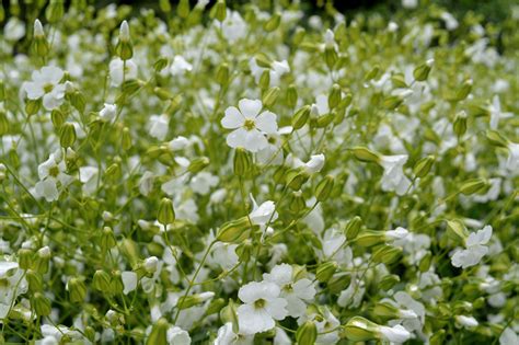 Saponaria, 'White Beauty' | Uprising Seeds