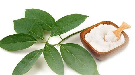 camphor  camphor   camphorchemicalbook