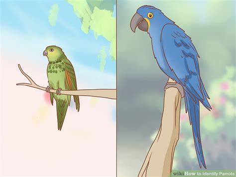 3 Ways To Identify Parrots Wikihow Pet