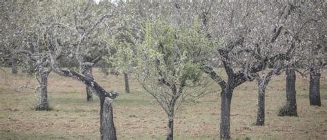 Cuáles Son Las Plantas Autóctonas Del Jardín Botánico De Málaga