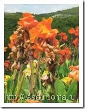 ЦВЕТЫ КАННЫ – ВЫРАЩИВАНИЕ, ХРАНЕНИЕ, УХОД И СОРТА | Сайт о саде, даче и ...