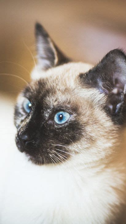 Reasons Why Siamese Cats Meow So Much Facts About Siamese Cats Being