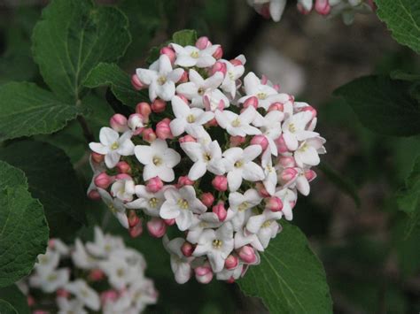 Viburnum carlesii - Alchetron, The Free Social Encyclopedia