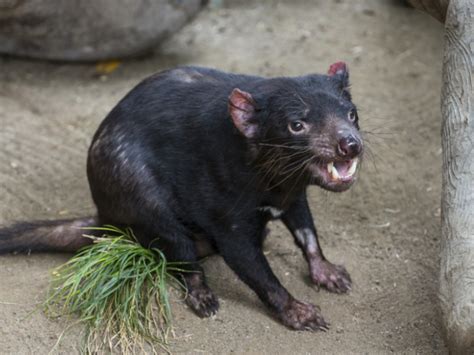 Zoo Gives Tasmanian Devil a Pacemaker in Second Such Surgery in History