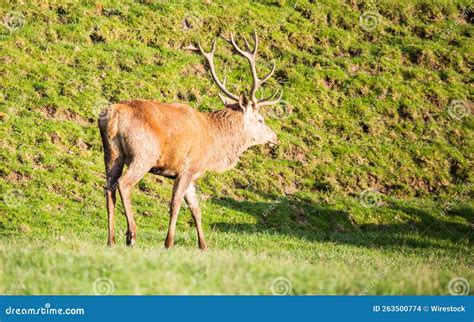 View Of A Deer In The Nature Stock Photo Image Of Animal Life 263500774