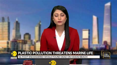 Wion Climate Tracker Plastic Pollution Threatens Marine Life Sperm