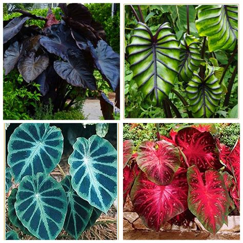 Rich Colors, Perennial Elephant Ear, Garden (Elephant Ear) - Walmart.com