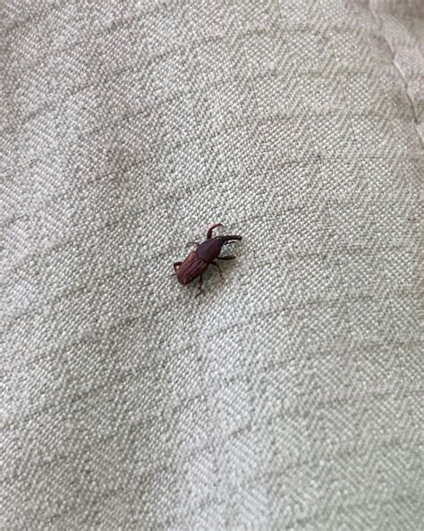 Controlling Maize Weevils - UF/IFAS Extension Columbia County