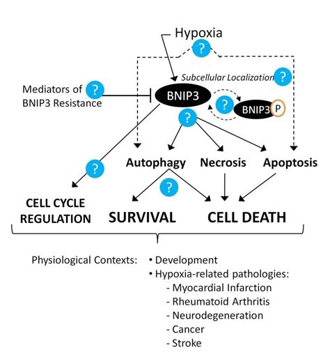 future directions  bnip  autophagy research