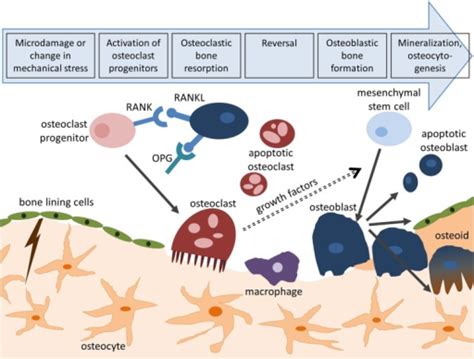 Bone Remodeling Cycle Bone Remodeling Is Initiated By Open I