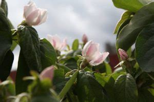 Smyrna Qunice The Tree Shop Nursery Melbourne