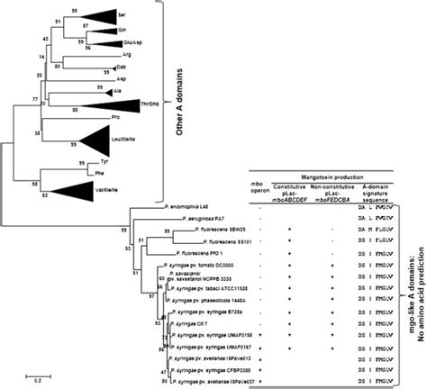 Phylogeny Of The Mgoa Adenylation Domain Neighbor Joining Tree