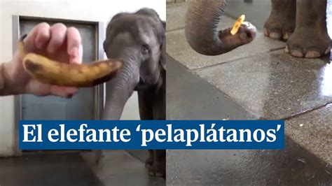 La sorprendente maestría del elefante pelaplátanos en el zoo de