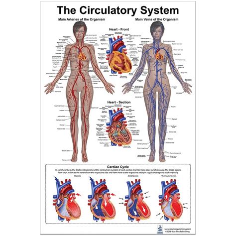 Circulatory System Large Poster