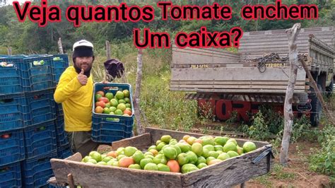 Quantos Tomates Da 1 Kg - quantos tomates enchem uma caixa? - YouTube