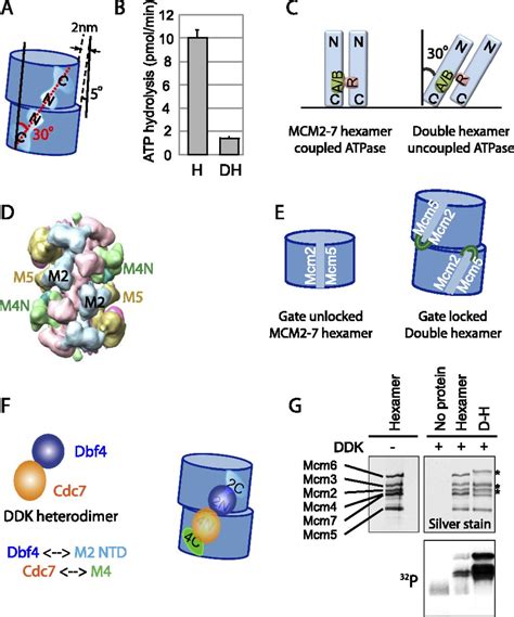 Structural And Mechanistic Insights Into Mcm27 Double Hexamer Assembly