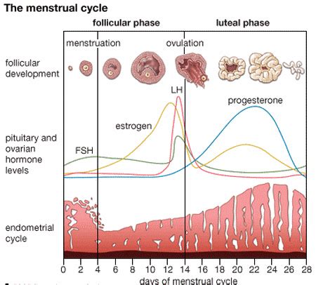 menstrual cycle - Why do the hormones FSH and LH decrease when the ...