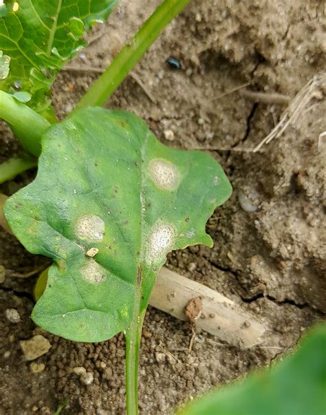 Sucha Zgnilizna Kapustnych W Rzepaku Agrocentrum Sp Z O O