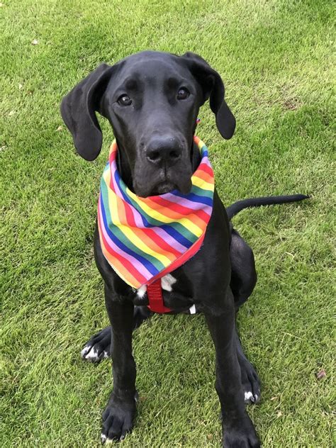 PETE AND MAC’S PET RESORTS - 40 Photos & 72 Reviews - 321 E Elliot Rd ...