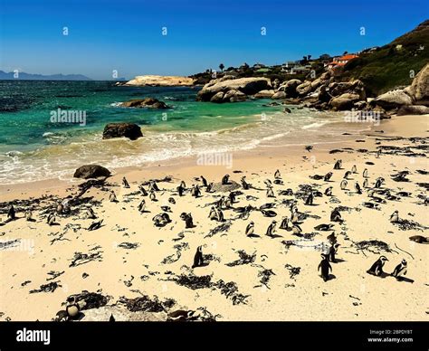 boulders beach cape town south africa stock photo alamy