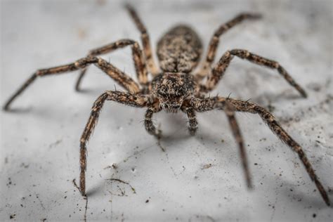 A Guide to 12 Spider Species in New Jersey and Identifying Potential