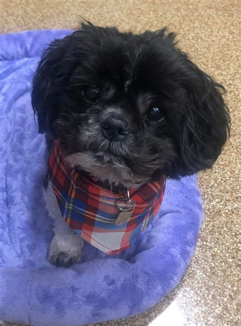 Dog for Adoption - Logan, a Shih Tzu in Winston Salem, NC | Alpha Paw
