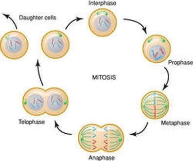 Cell Cycle - Biology