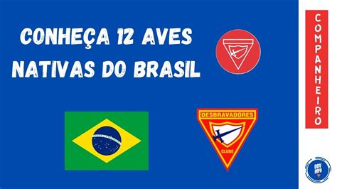 12 Aves Nativas Do Brasil - Conheça 12 Aves Nativas do Brasil - Desbravadores - YouTube