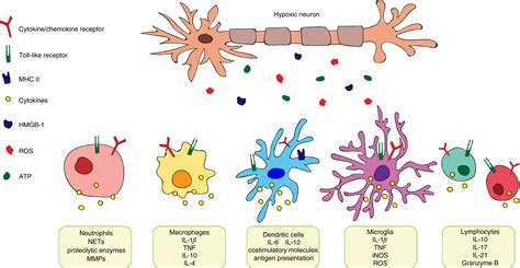 Immune Responses In Stroke How The Immune System Contributes To Damage