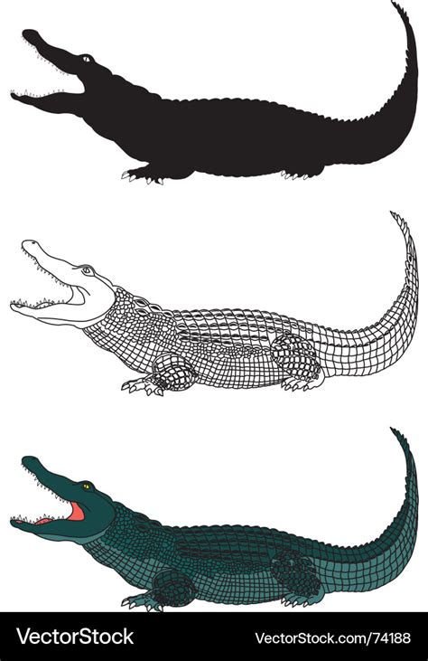 Crocodile Royalty Free Vector Image - VectorStock