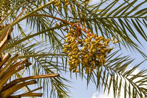 El Racimo De Fecha Da Fruto Las Frutas De La Palma Datilera Foto De