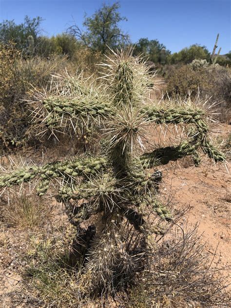 Teddy Bear Cholla Cactus Cylindropuntia bigelovii sale AzGardens